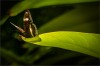 Nature in Nature 